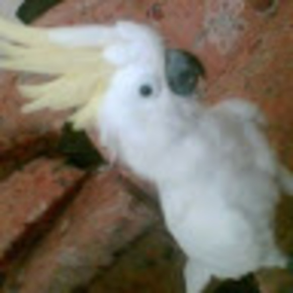 Meet your Posher, Charles - Picture 1 of 1